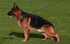 Mambo von der Zenteiche